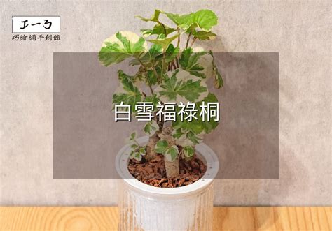 福祿桐 屬虎的坐向